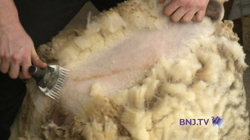Séance beauté pour un mouton.