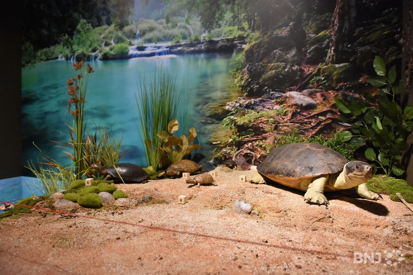 tortues, jurassica