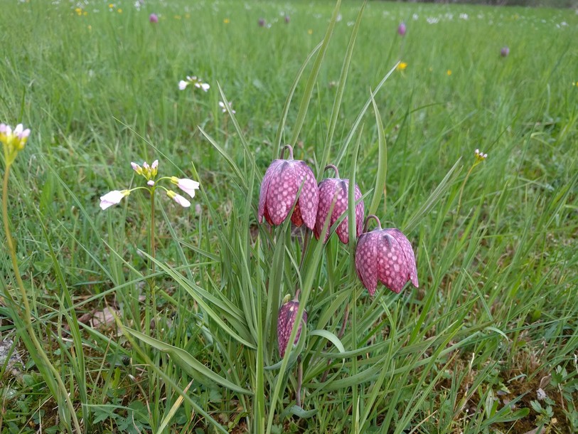 Fritillaire pintade