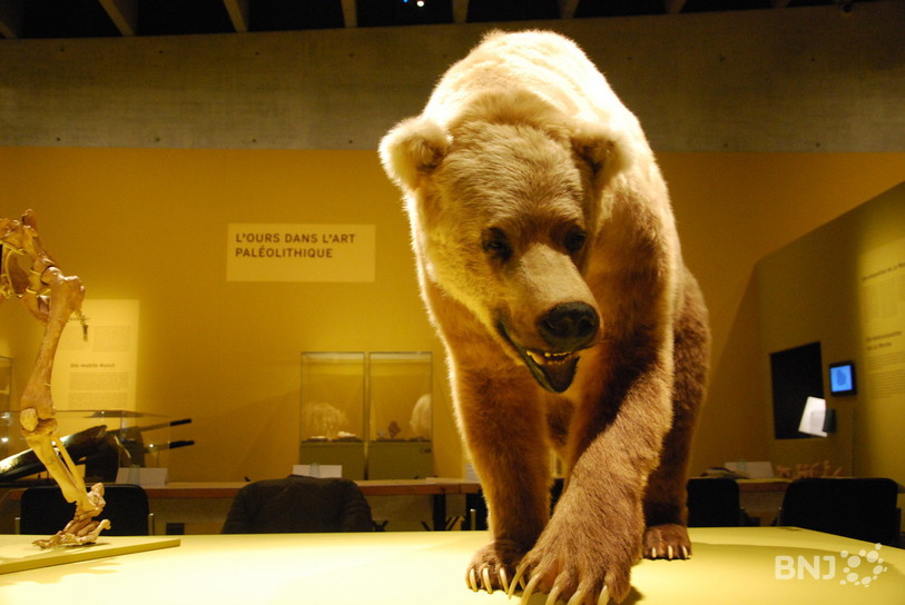 L'exposition « Ours » au Laténium à Hauterive.