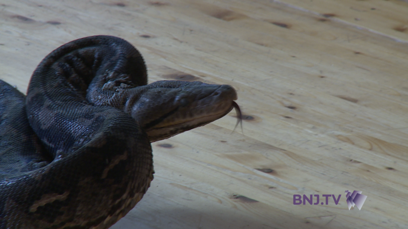 Voici Big Jim, un charmant python de près de 5 mètres.