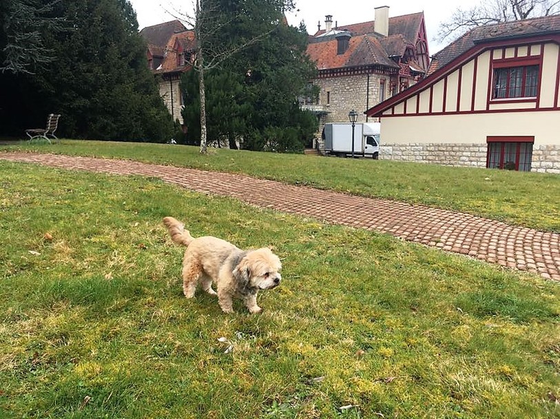 Chien dans un EMS