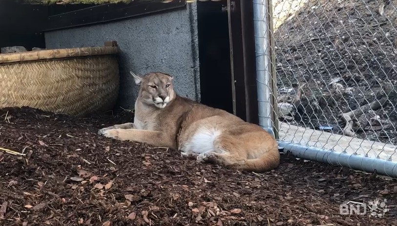 Le zoo compte pour l'heure des pumas et des caracals