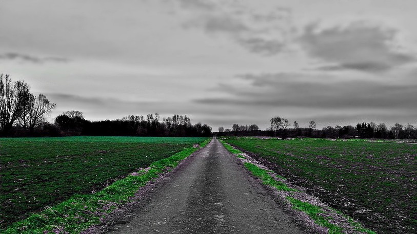 Un champ bien mélancolique. (source : pixabay)