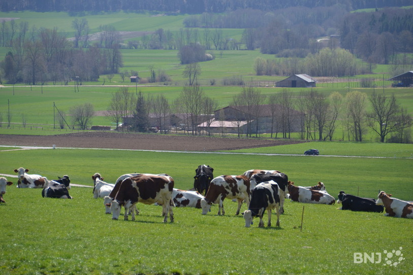 Des vaches bio