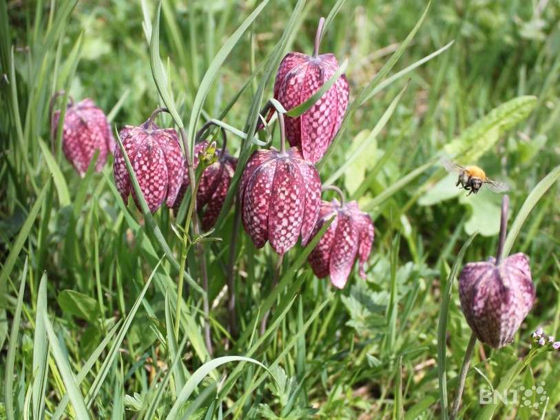 Fritillaires