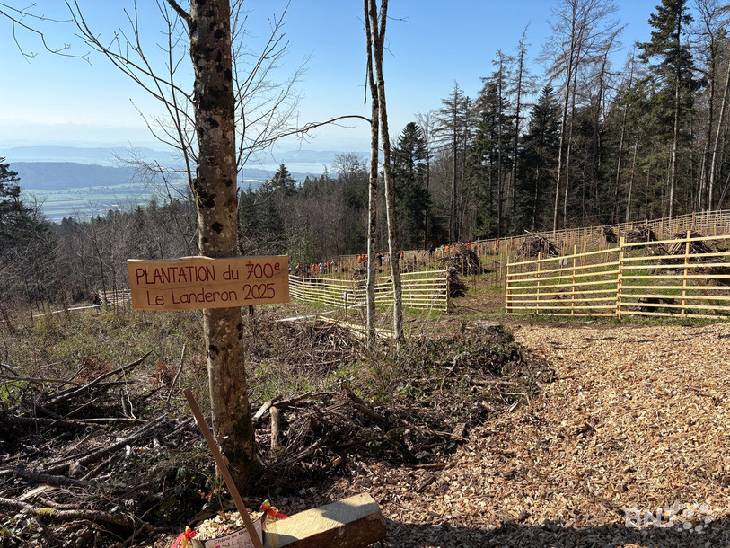 Les arbres ont été plantés dans les hauteurs du Landeron. 