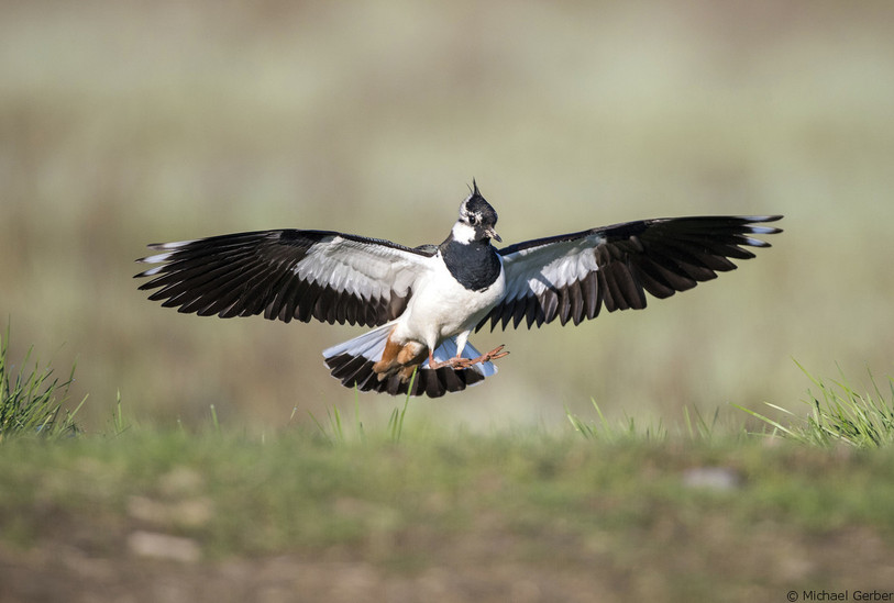Le vanneau huppé figure sur la liste des espèces potentiellement menacées. Ses effectifs ont fortement reculé au cours des dernières décennies. BirdLife Suisse coordone plusieurs projets de conservation de cette espèce dans diverses régions de Suisse. © Michael Gerber