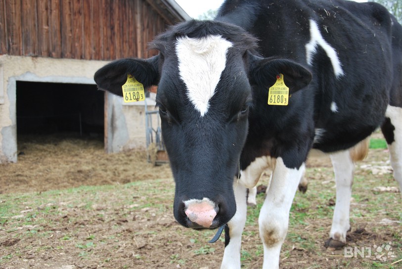 Vache, veau, bovin