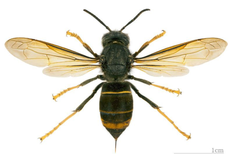 Le frelon asiatique est un prédateur d'abeilles.