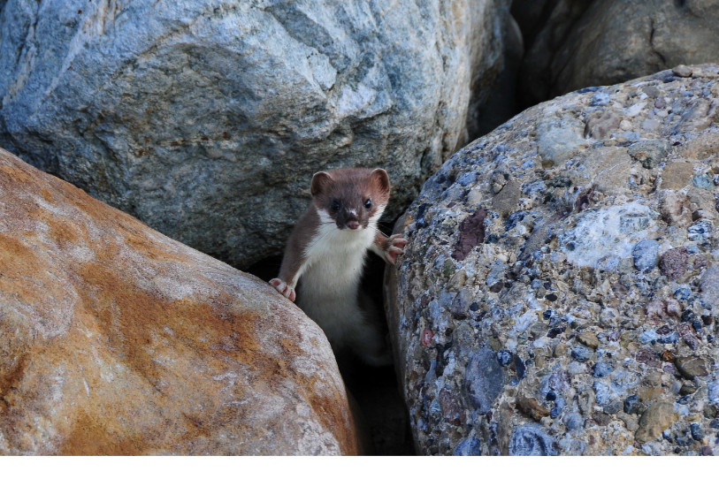 photo: Pro Natura © Adolf Durrer