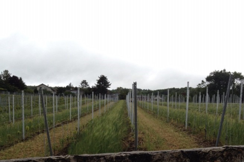 La Fête de Mai célèbre depuis 1983 le don de deux hectares de vignes à la Ville de La Chaux-de-Fonds.