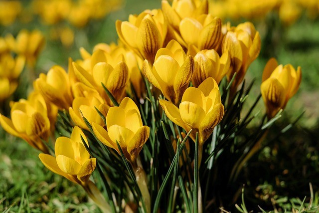 La saison du renouveau est arrivée, et avec elle son lot de promesses, de rayons de soleil… et de coups de froid. Olivier Zahno, journaliste à RJB, offre un regarde tendre et un peu taquin sur le printemps.