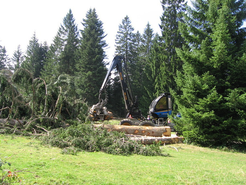 Forêt