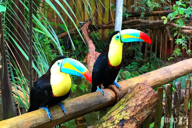 Les toucans sont l'une des attractions phare du Papiliorama.