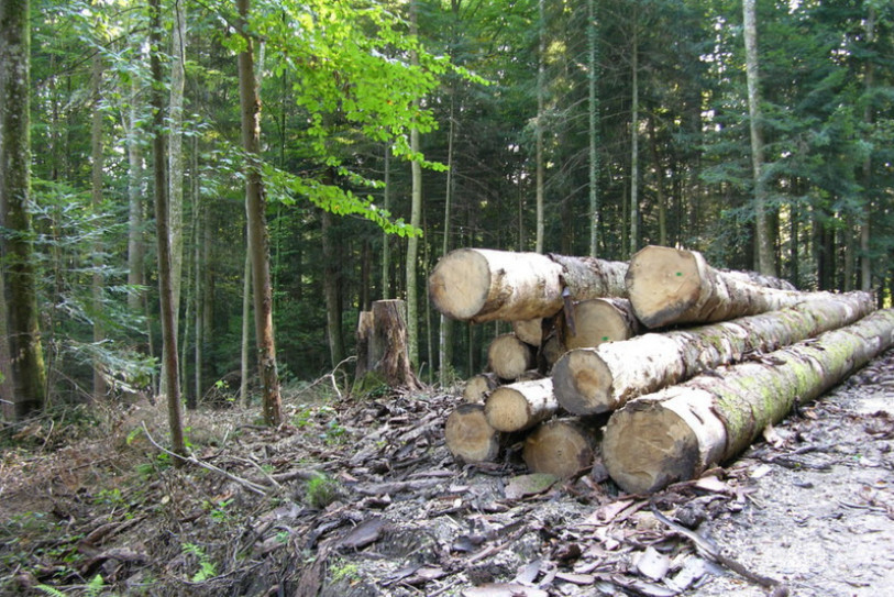 L'accident s'est produit alors que deux hommes réalisaient une coupe de bois. (Photo : archives).
