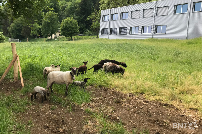 Neuf moutons ont pris leurs quartiers aux alentours du collège de la Fontenelle à Cernier; une alternative écologique à la tondeuse à gazon.