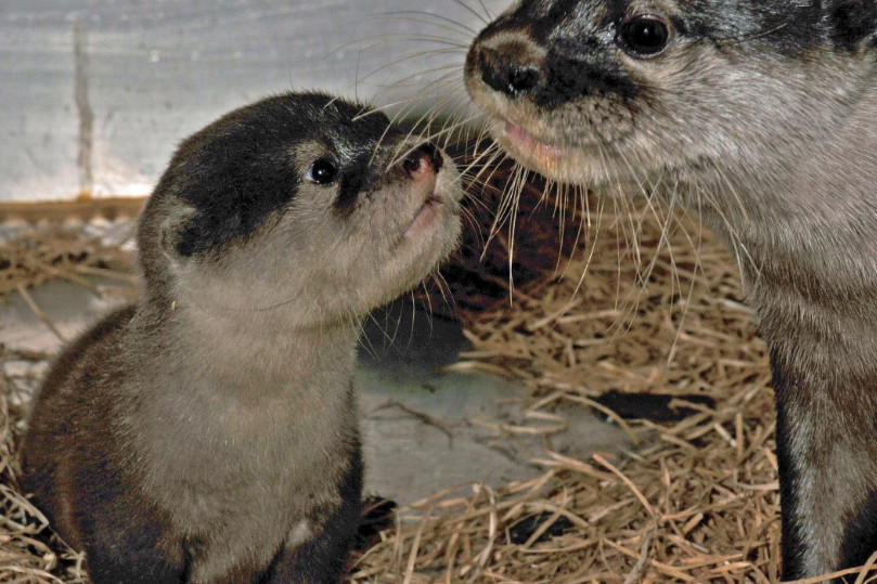 Ce n'est pas la première naissance de loutron au Bois du Petit-Château. Celui-ci a vu le jour en 2010. Sur la photo, il a six semaines. Photo : ©Ville de La Chaux-de-Fonds – Zoo du Bois du Petit-Château.