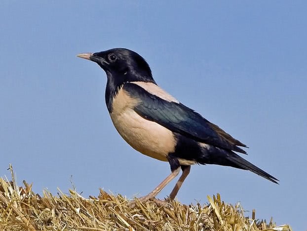 Etourneau roselin