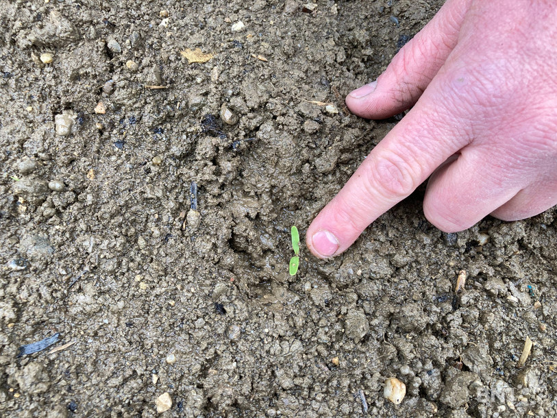 Les pousses de betteraves commencent à sortir du sol, ici dans le champ de Karim Veuve.
