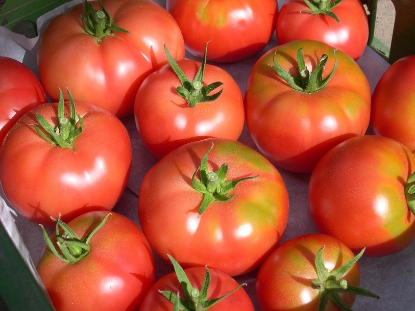 tomates roses de berne