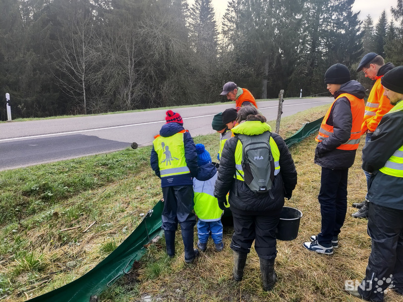 Une partie du petit groupe qui s'est déplacé ce matin à la recherche de batraciens piégés par la barrière installée le long de la route qui borde l'étang de la Gruère.
