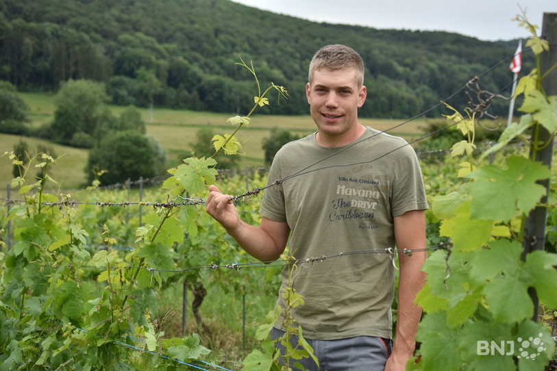 olivier fleury, vigne, 