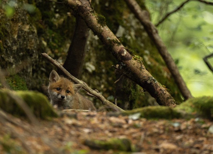 Un film didactique d'un peu plus d'une heure qui illustre toute la richesse de faune et la flore locales. (Photo : Association Regard Sauvage.)