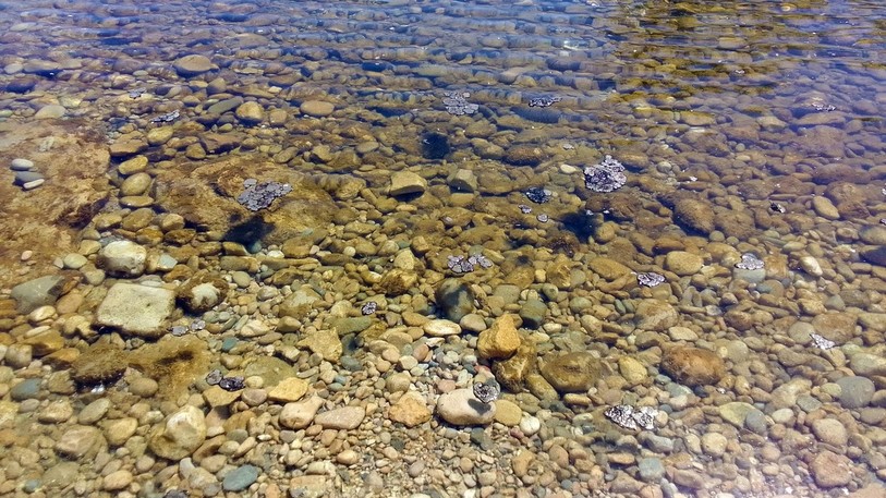 Voici des cyanobactéries qui peuvent se trouver dans le lac de Neuchâtel (Photo d'archives : SCAV)