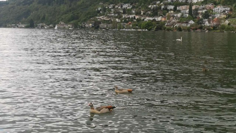 Depuis 2016, un couple d'ouette d'Egypte niche régulièrement dans le delta de Hagneck et se nourrit dans le lac de Bienne. (Photo : Maeva Pleines)