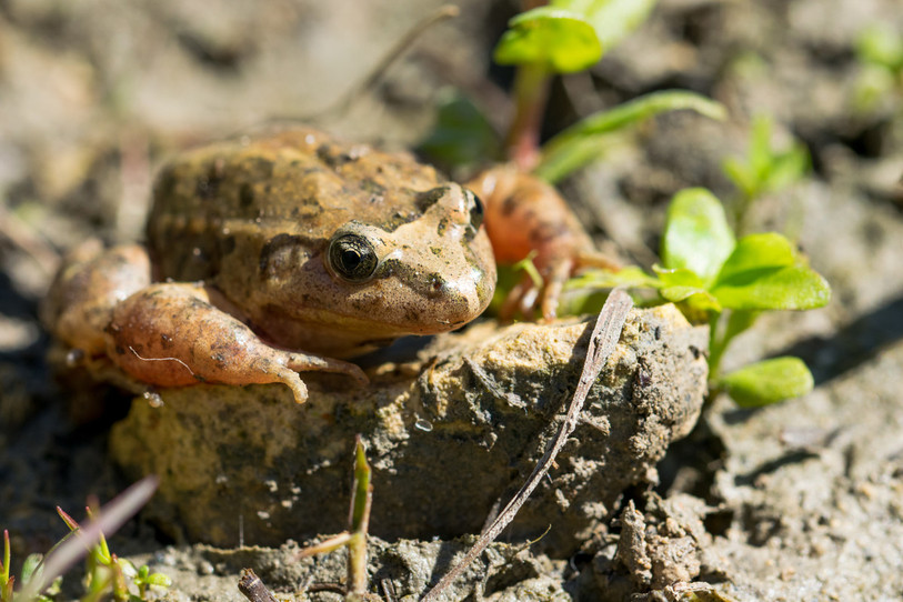 Des travaux pour protéger les amphibiens débuteront lundi à l'ouest du Bas-du-Reymond. (Photo libre de droits).