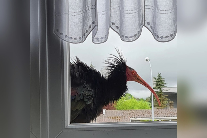 L’ibis chauve est resté environ 30 minutes avant de reprendre son envol. (Photo : Sandra Durante)