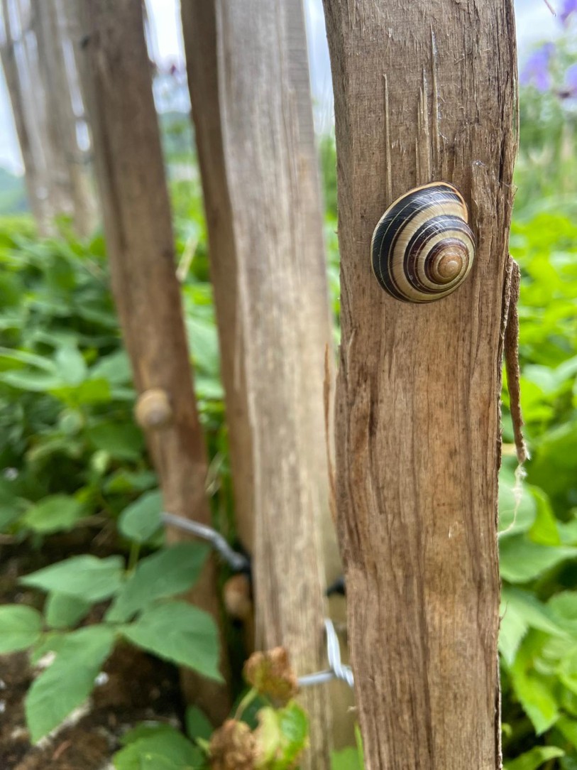 l'escargot des haies