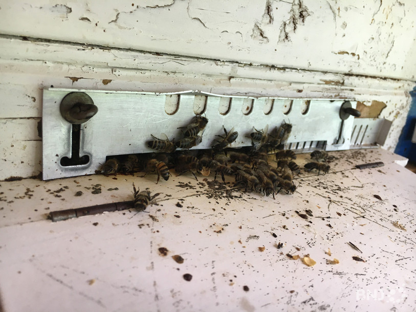 La météo était maussade ce jour-là et les abeilles étaient donc plutôt calmes.