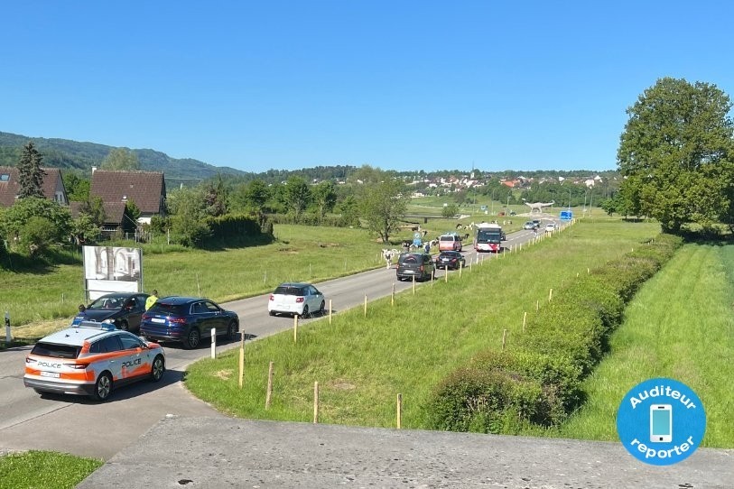 Ce vendredi à 9h45 une vache est sortie de son enclos à Porrentruy sur la Route de Courtedoux. (Photo : Auditeur reporter.)