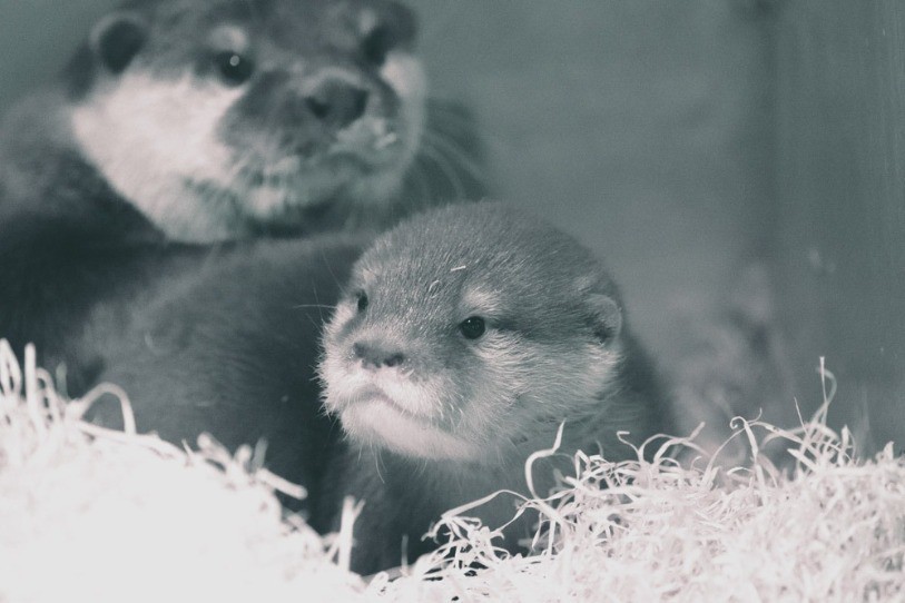 Le premier portrait officiel du loutron du Bois du Petit-Château - © Zoo de La Chaux-de-Fonds – David Guerra