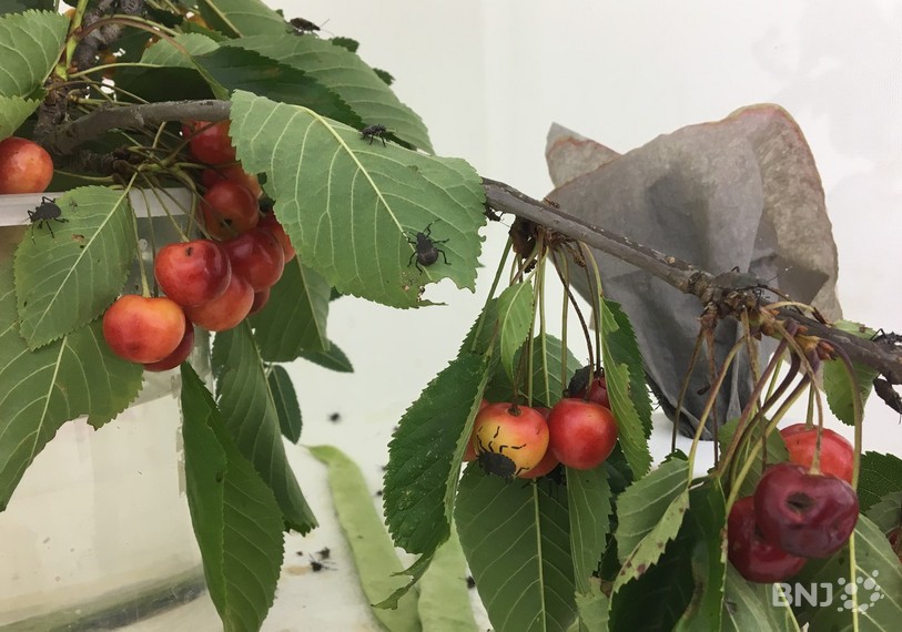 Les punaises marbrées font des dégâts importants aux fruits (ici des larves de cette espèce en étude au CABI à Delémont).