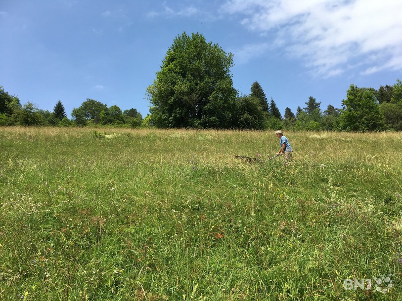 Daniel Kuster récolte les semences d'une prairie extensive aux Genevez