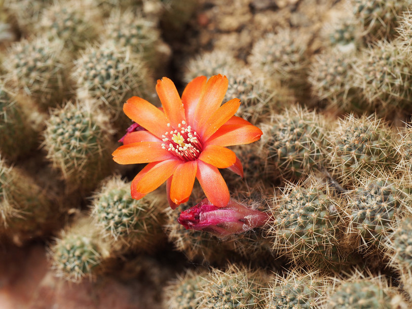 Les cactus du Jardin botanique de Porrentruy sont en pleine période de floraison. (Photo : Jurassica.)