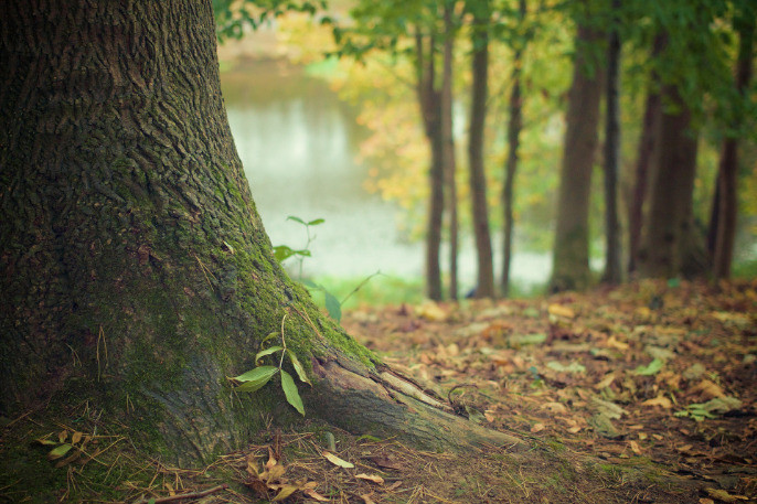 Dans la plupart des forêts, les traces des humains sont perceptibles, affirme Thibault Lachat. (Photo libre de droits)
