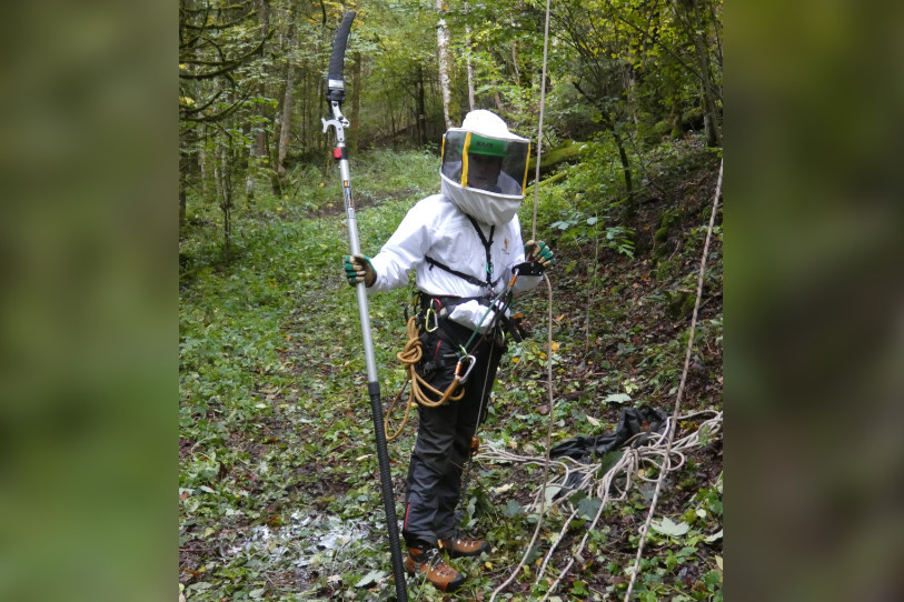 Les biocides pourront être utilisés lorsque les nids ne sont pas atteignables. (Photo : Office jurassien de l’environnement.)