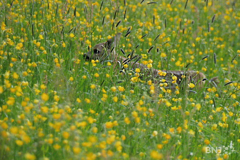 Un faon dans les hautes herbes.