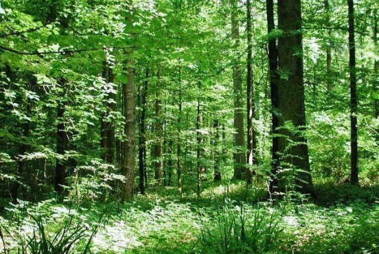 Le bois des forêts de l'Arc jurassien sont d'une qualité exceptionnelle. (photo d'archive)
