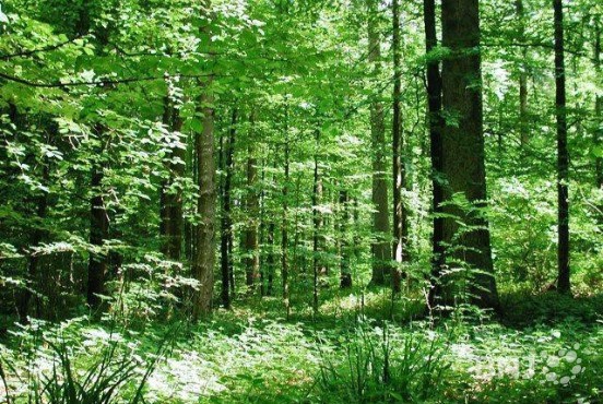Les forêts de Delémont seront présentées au public lors de la journée internationale qui y est consacrée le 21 mars.