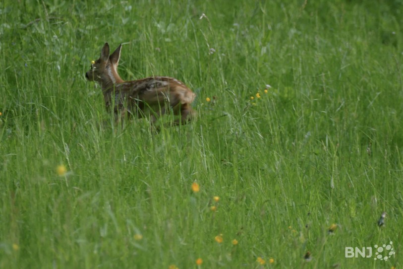 Faon se dirigeant vers la forêt