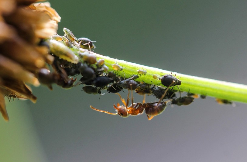 Bestioles et tige ne font pas toujours bon ménage