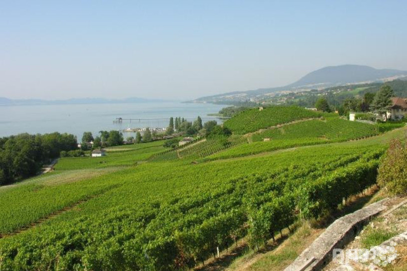 Le vin influence même les paysages de la région.