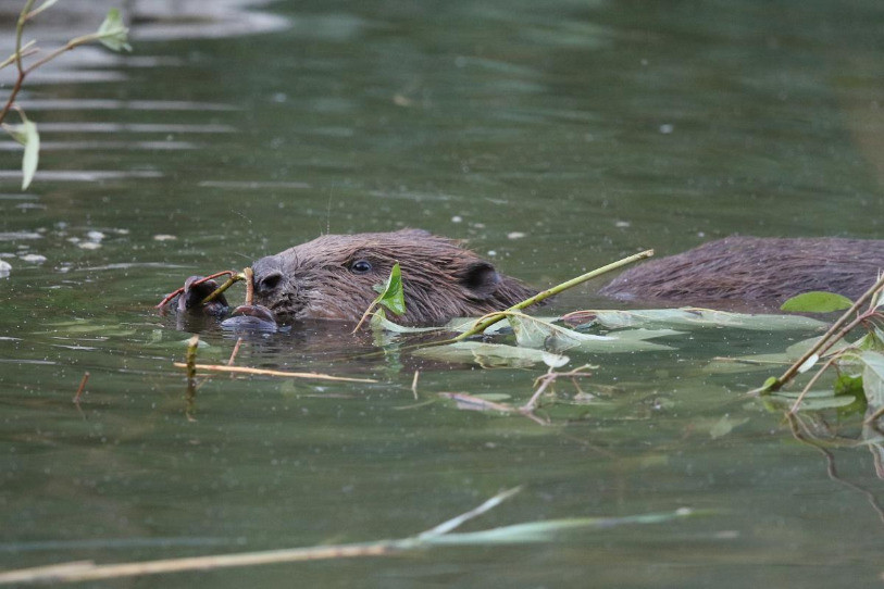 Le castor n'a eu qu'une influence marginale sur les dernières crues. (photo: Birdlife Suisse)