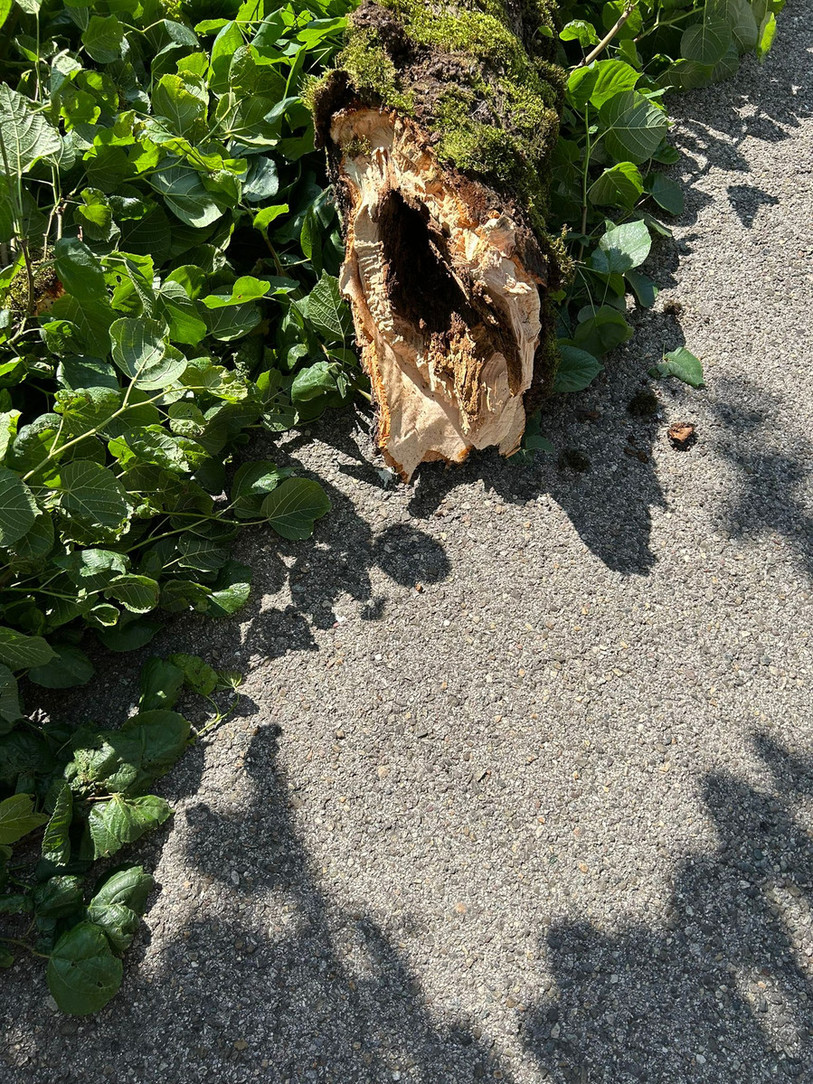 La branche a chuté ce mercredi matin. (Photo : Municipalité de Porrentruy)