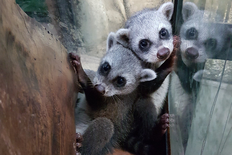 Les deux jeunes ratons crabier. (Crédits: Papiliorama)